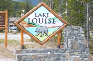 Maybe more bears than people in Lake Louise?